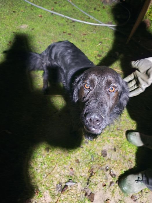 Nowego domu szuka kochany piesek