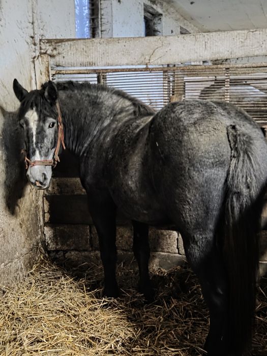 Źrebica zimnokrwista szpak