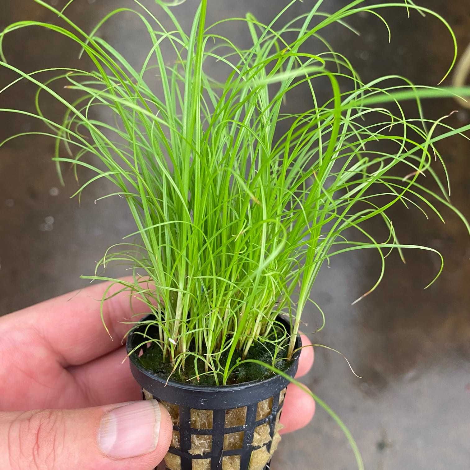 Cyperus - roślina akwariowa - koszyk - plantacja