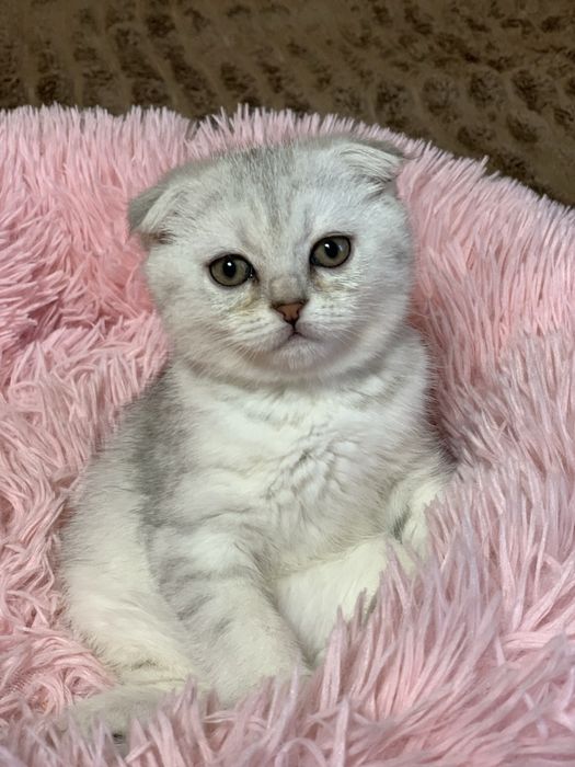 Кошеня шотландська сіра шиншила