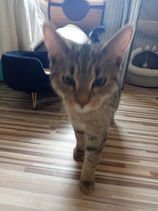 Siedmiomiesięczny wykastrowany kocurek szuka domu niewychodzącego