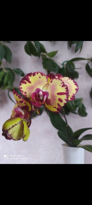 Орхідея Мікі Кроун. З квітоносом