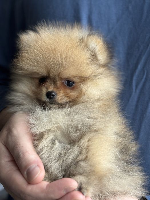 Яскравий хлопчик міні померанський шпіц ред соболь