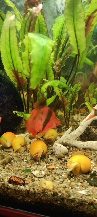 Ампулярія жовта равлик