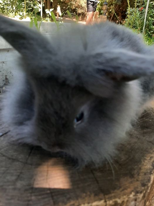 Декоративные мини кролики