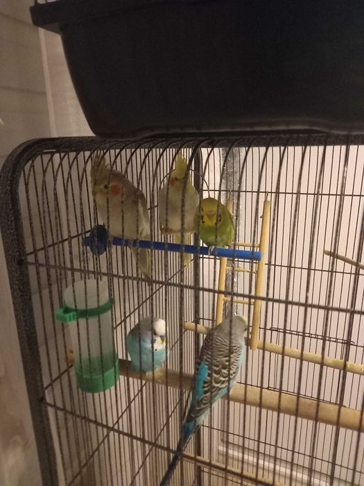 Sprzedam papugi Nimfy razem z klatką