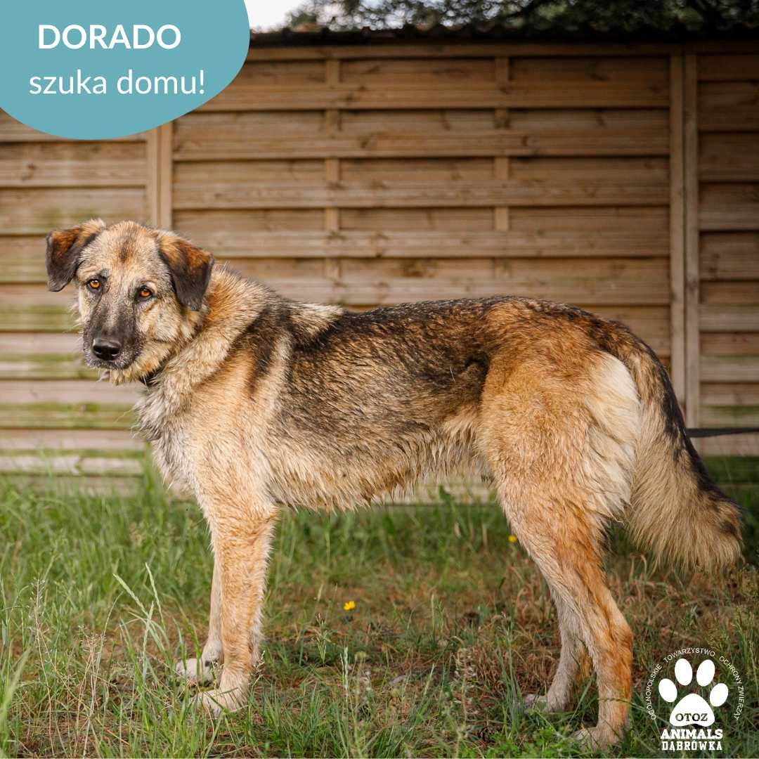 Dorado szuka aktywnej rodziny!