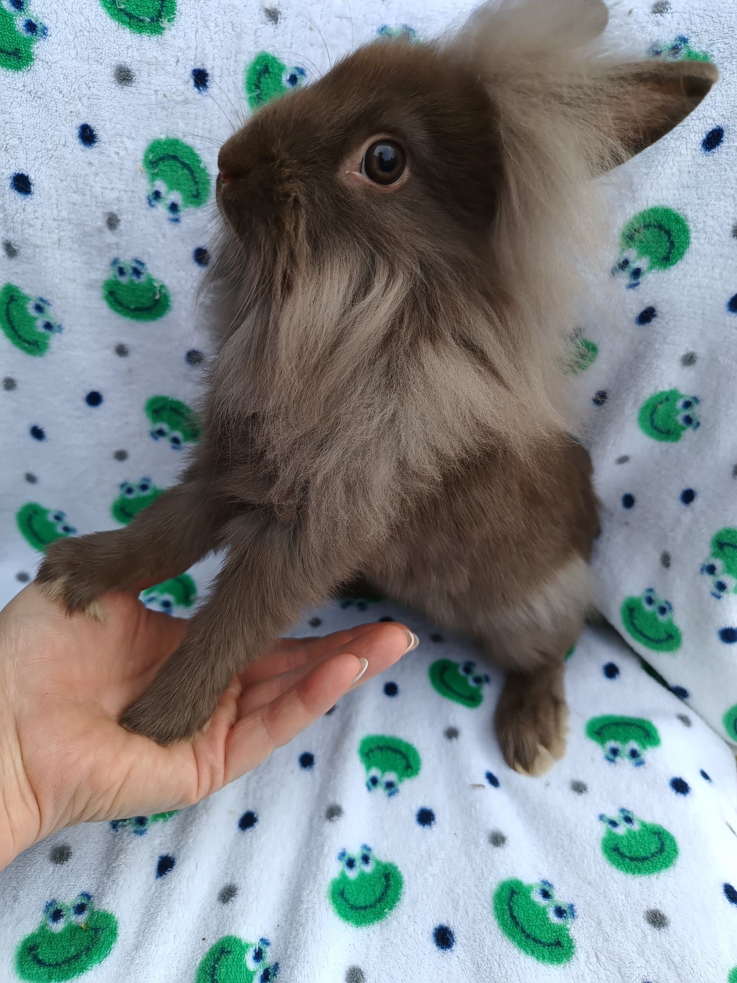 Królik mini Lop, karzełki tedi długowłose