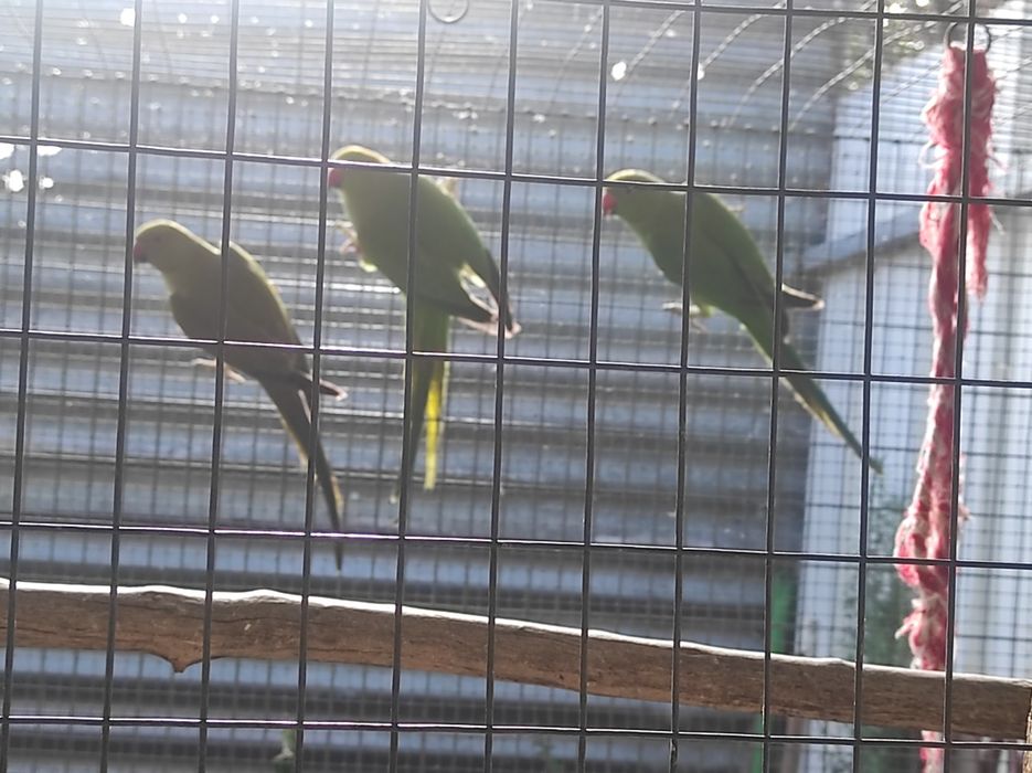 Ring Necks (vários)