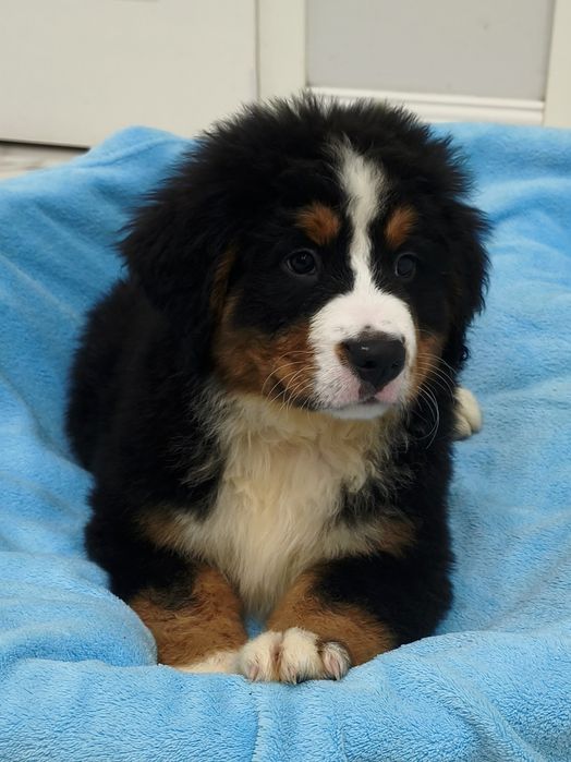 Jordan ostatni piesek, chłopak  z rodowodem. Berneński pies pasterski