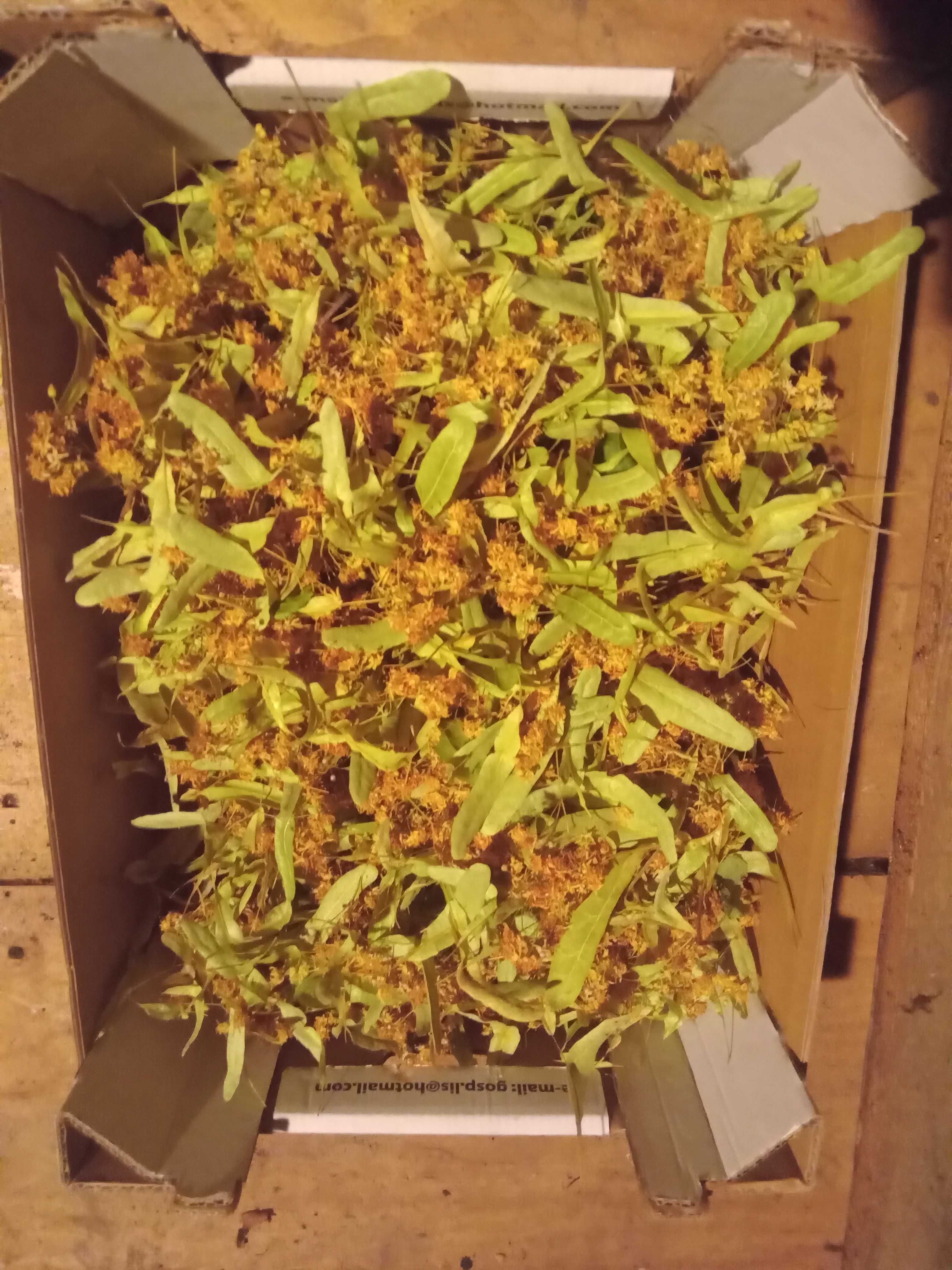 suszony kwiat lipy / suszona lipa - 100g