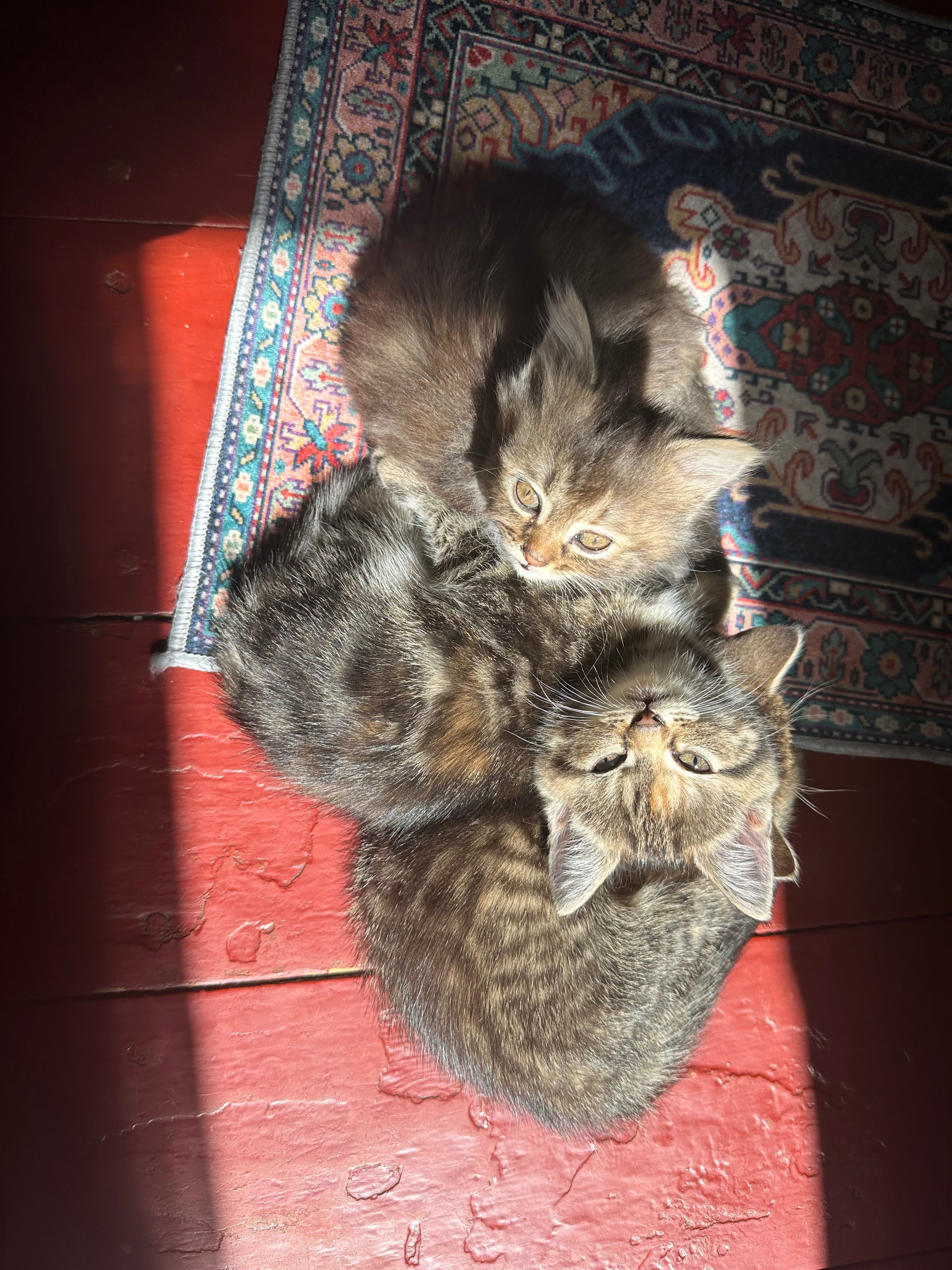 Котики безкоштовно