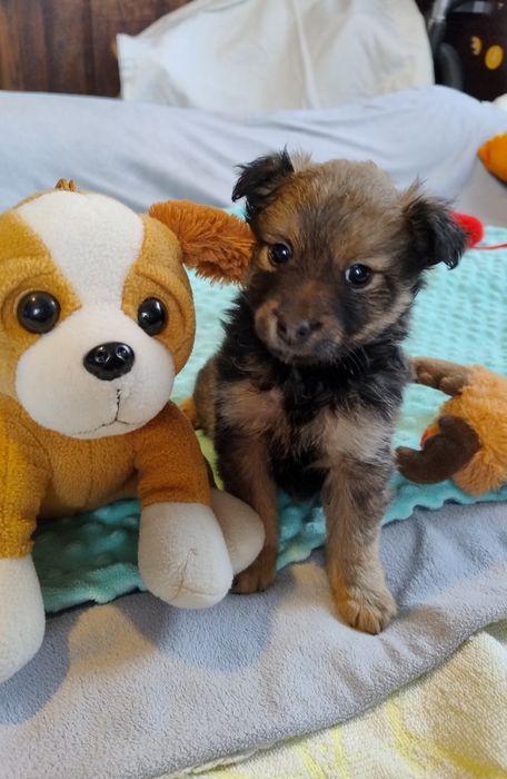 Malutki BRUNO  szczeniaczek.