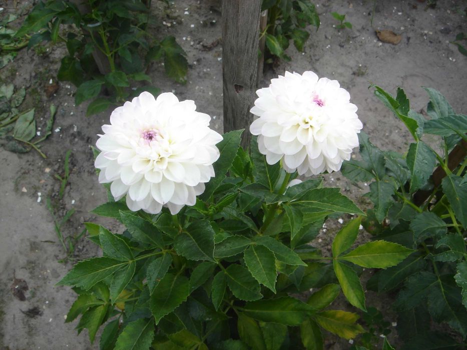 продам клубни георгін