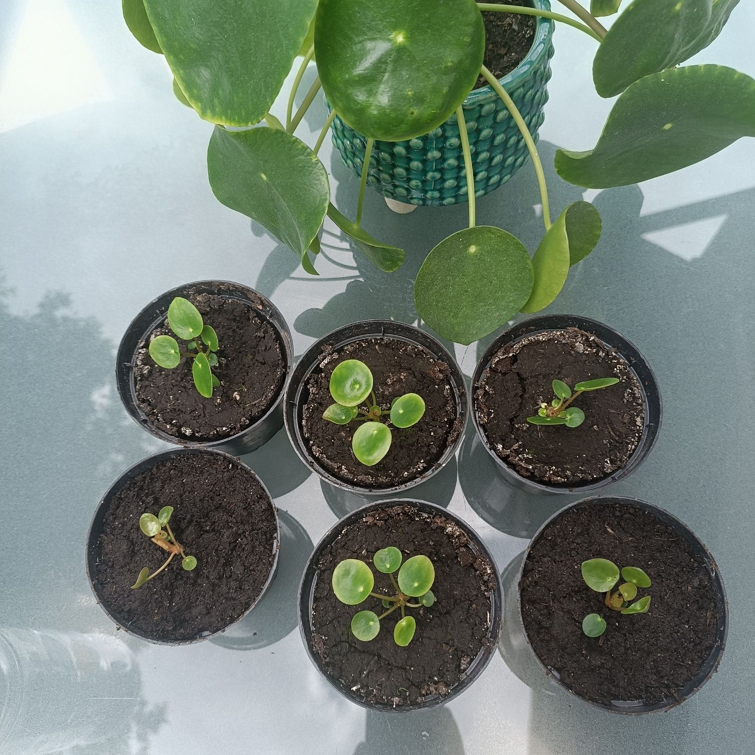 Pilea pieniążek polecam