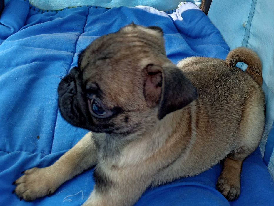 Pug Carlin lindo