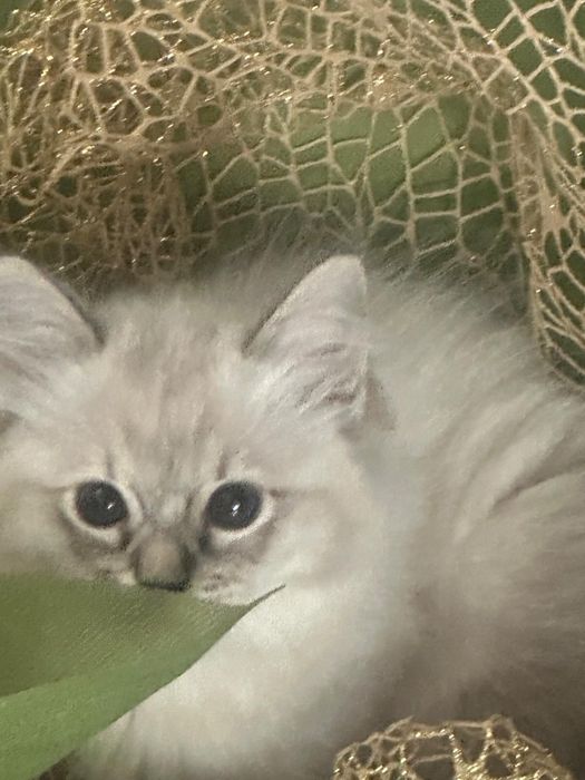 Sprzedam kota ragdoll