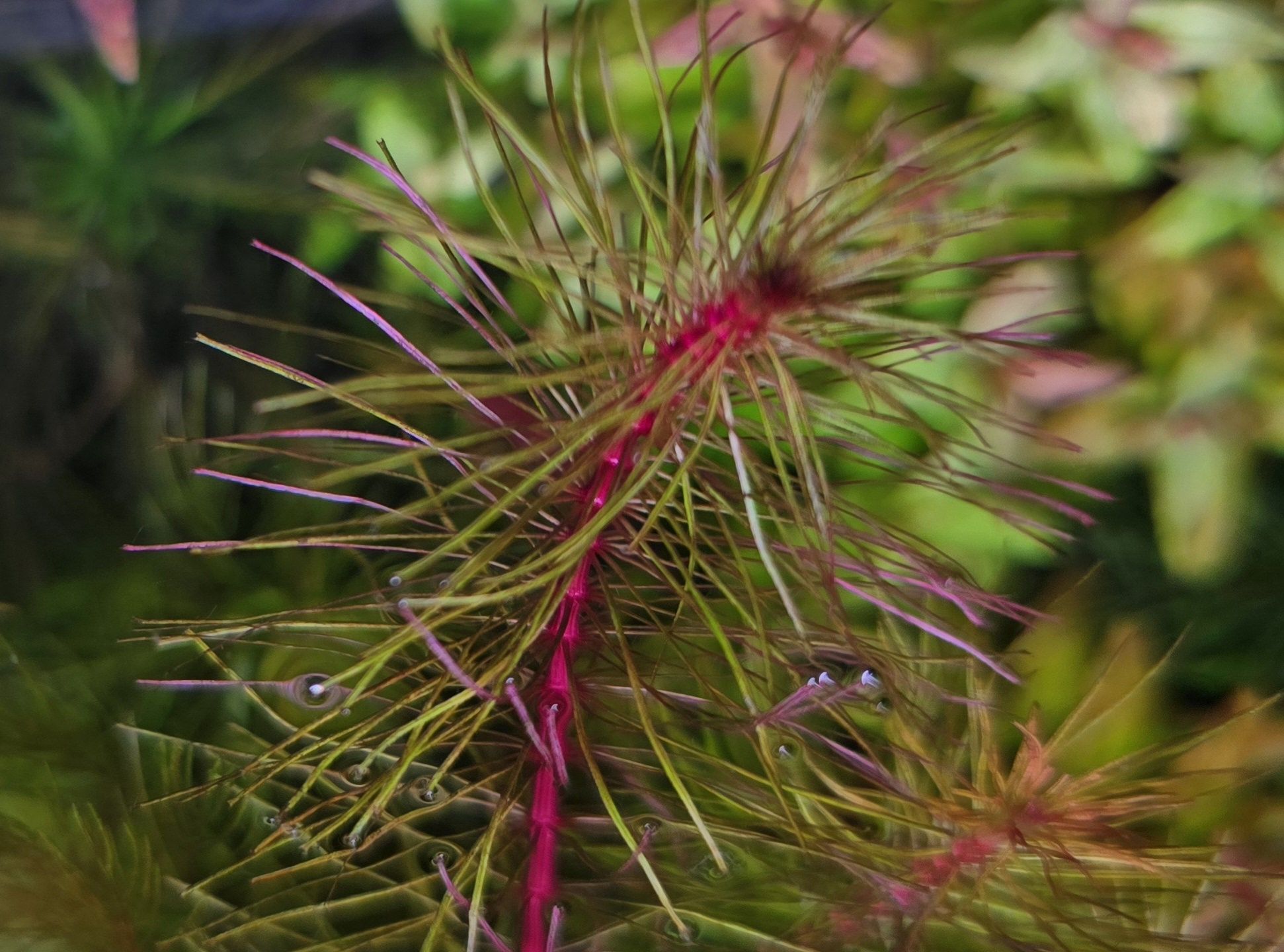 Rotala maka red - rarytas wśród roślin akwariowych