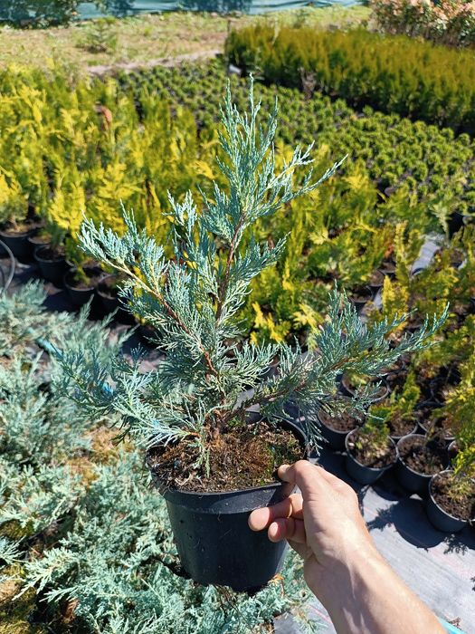 Ялівець  скальний Мунглов