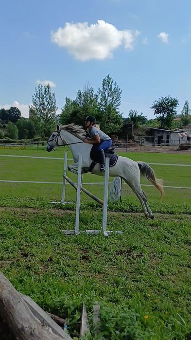 Égua pura raça, perfeito para obstáculo