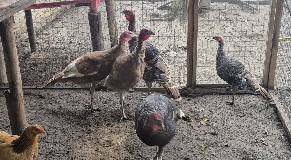 Sprzedam indyku z 2025