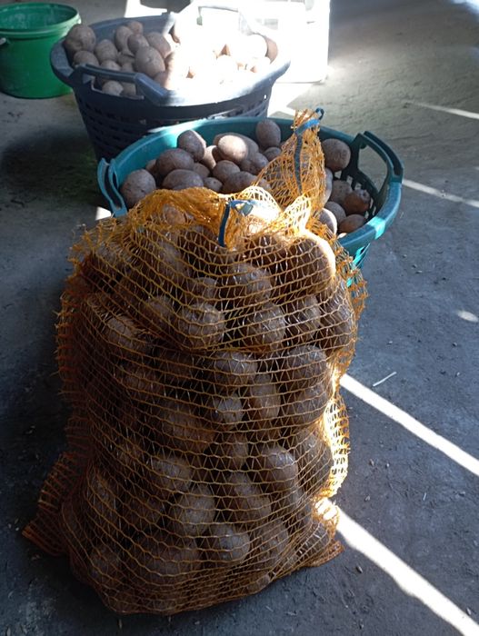 Ziemniaki (jadalne i pozostałe)