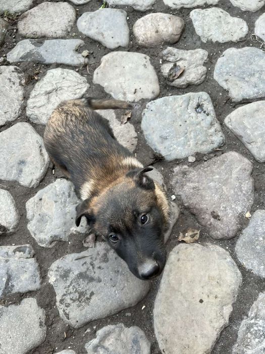 Щенята Бельгійської вівчарки, Малінуа