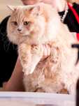 Kocurek brytyjski kremowy Kitten Champion