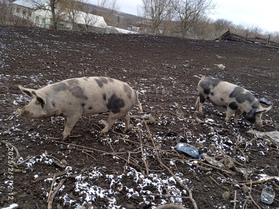 Продам свиней живою вагою