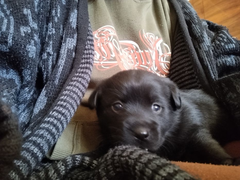 Oddam szczeniaki za darmo