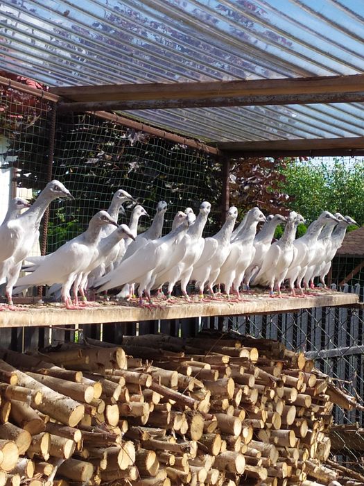 Gołębie srebrniaki