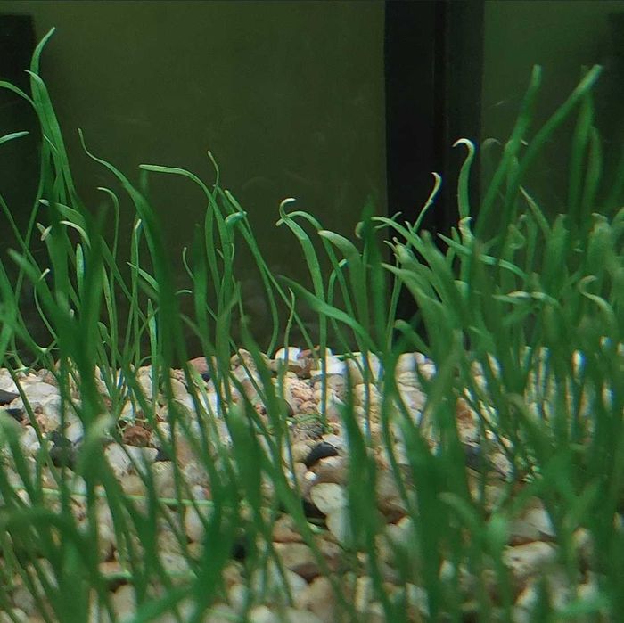 Trawka akwariowa