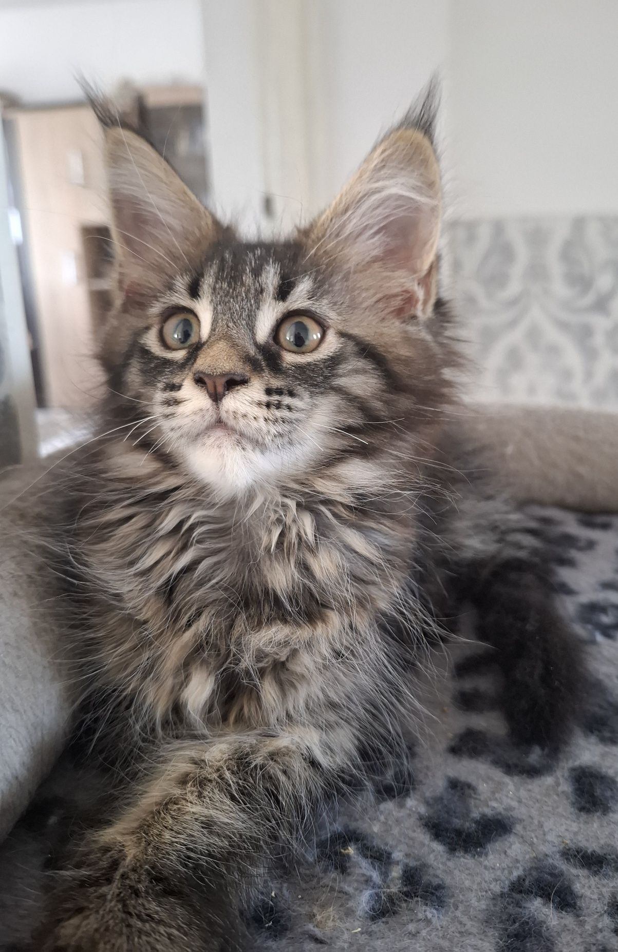 Kotka Maine Coon