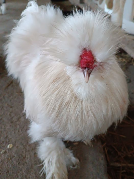 Koguty silki młode z tego roku od 50 -100 zł