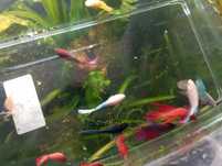 Bettas fêmeas várias cores