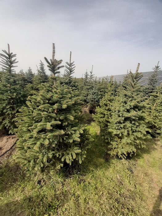 Duży  świerk srebrny  kłujący w donicy