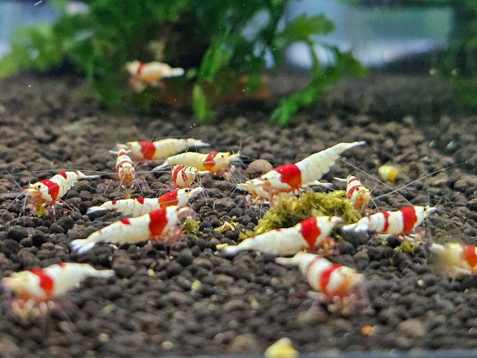 Krewetki Caridina - Crystal Red - PRL - Pure Red Line