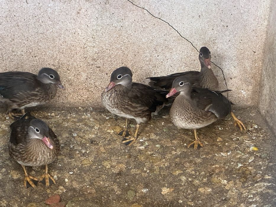 Patos mandarim de 2025