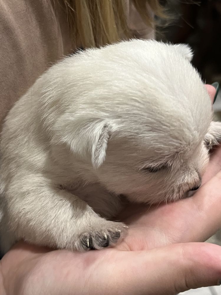 West highland white terrier