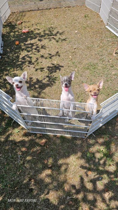 Красуні , гладкошерстні, підрощені