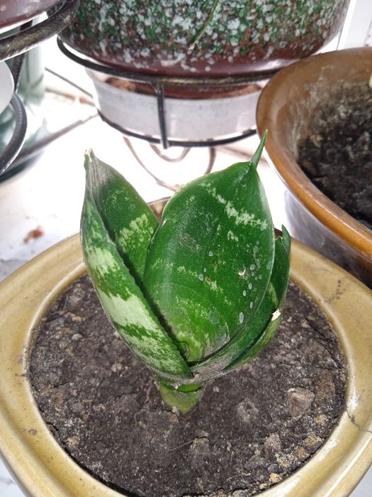 Сансевієрія       ..