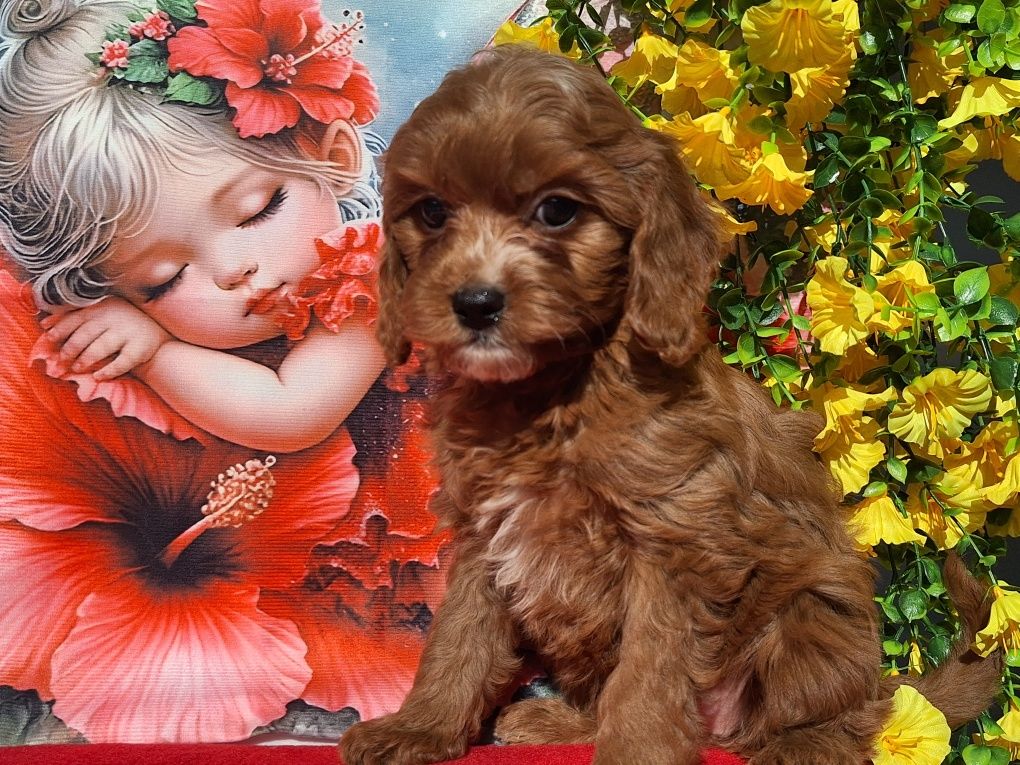 Cavapoo Red  z certyfika i paszportem