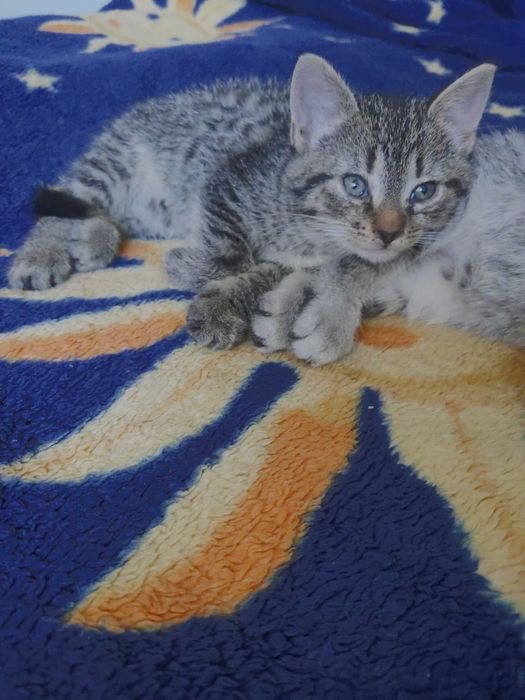 Kotki szukają domu.