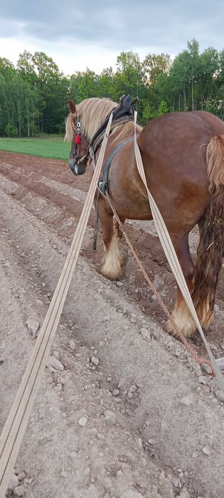 Trzy klacze zimnokrwiste do sprzedania