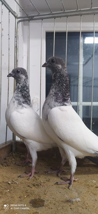 Budapeszt budapeszty 2025r.