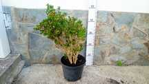 Buxus sempervirens