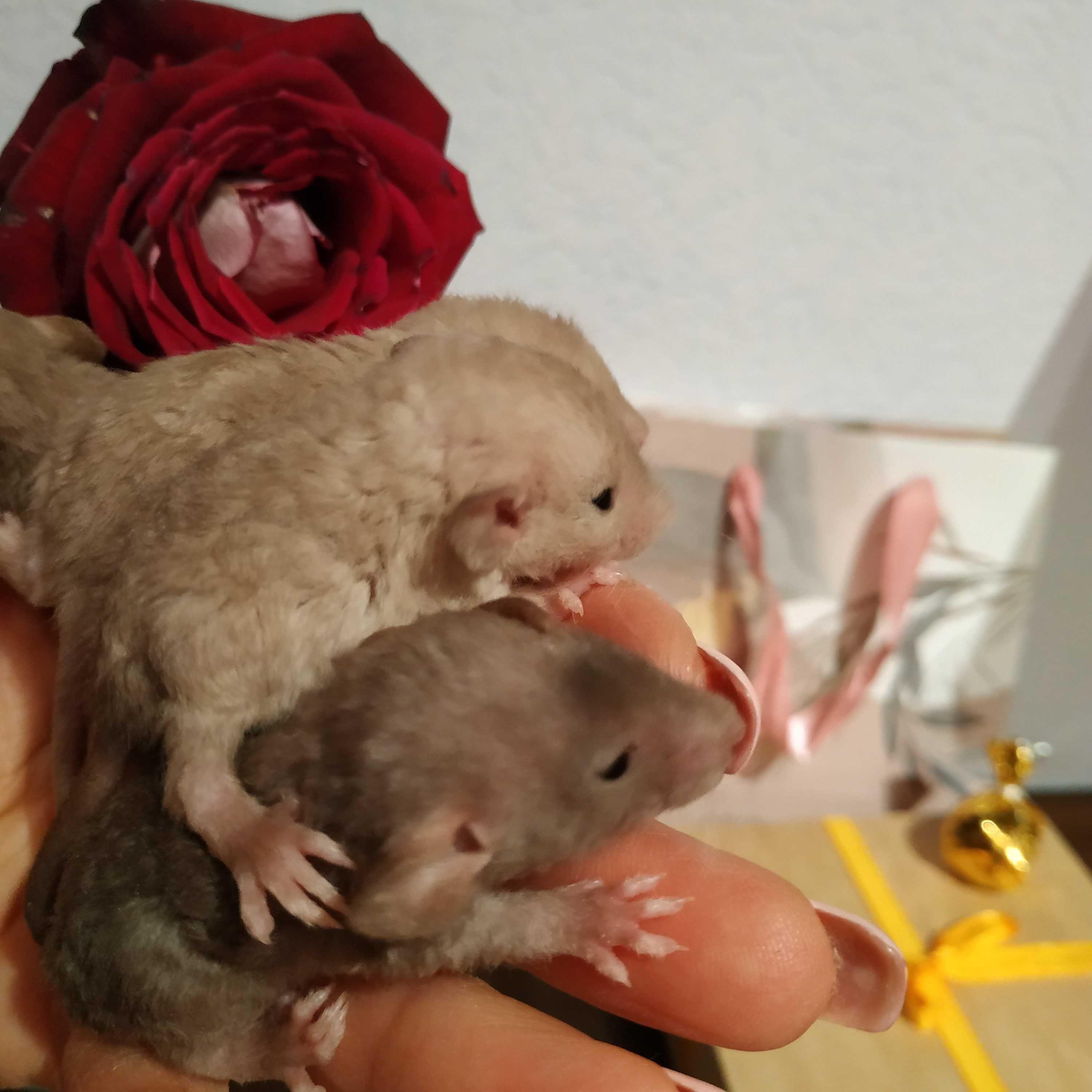 Дамбо, Рекс крысята добрые и умные крыски с клеткой доставка крыса