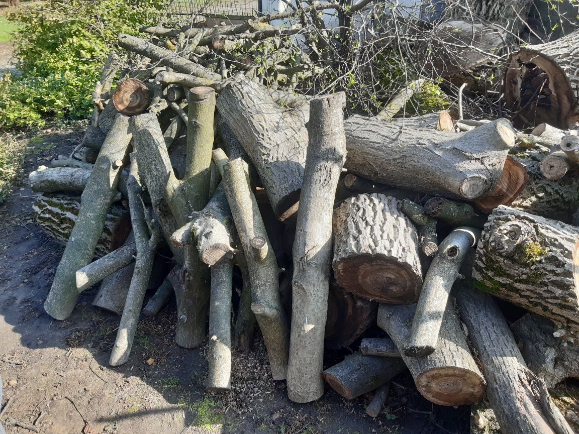 Drewno orzech włoski po ścieciu