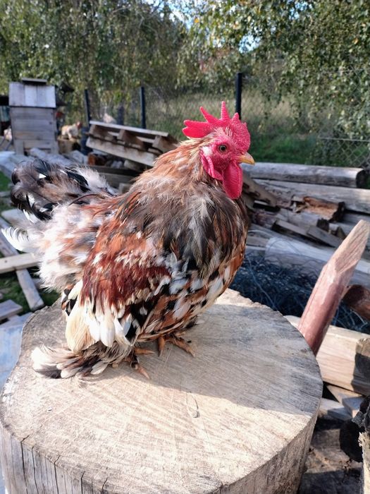 Sprzedam koguty kochiny karzełki łapciate