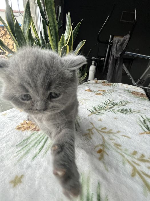 Kotka brytyska Rodowod !